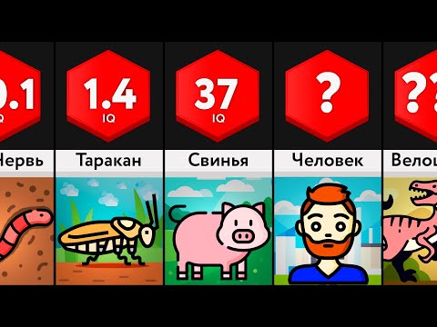 Самые Умные Животные - 2 ЧАСТЬ