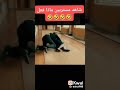 مستر بين والملكة ايلزابيت
