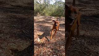 My Ridgeback Loki loving the morning sunshine  (slow motion) #ridgeback #dog #australia