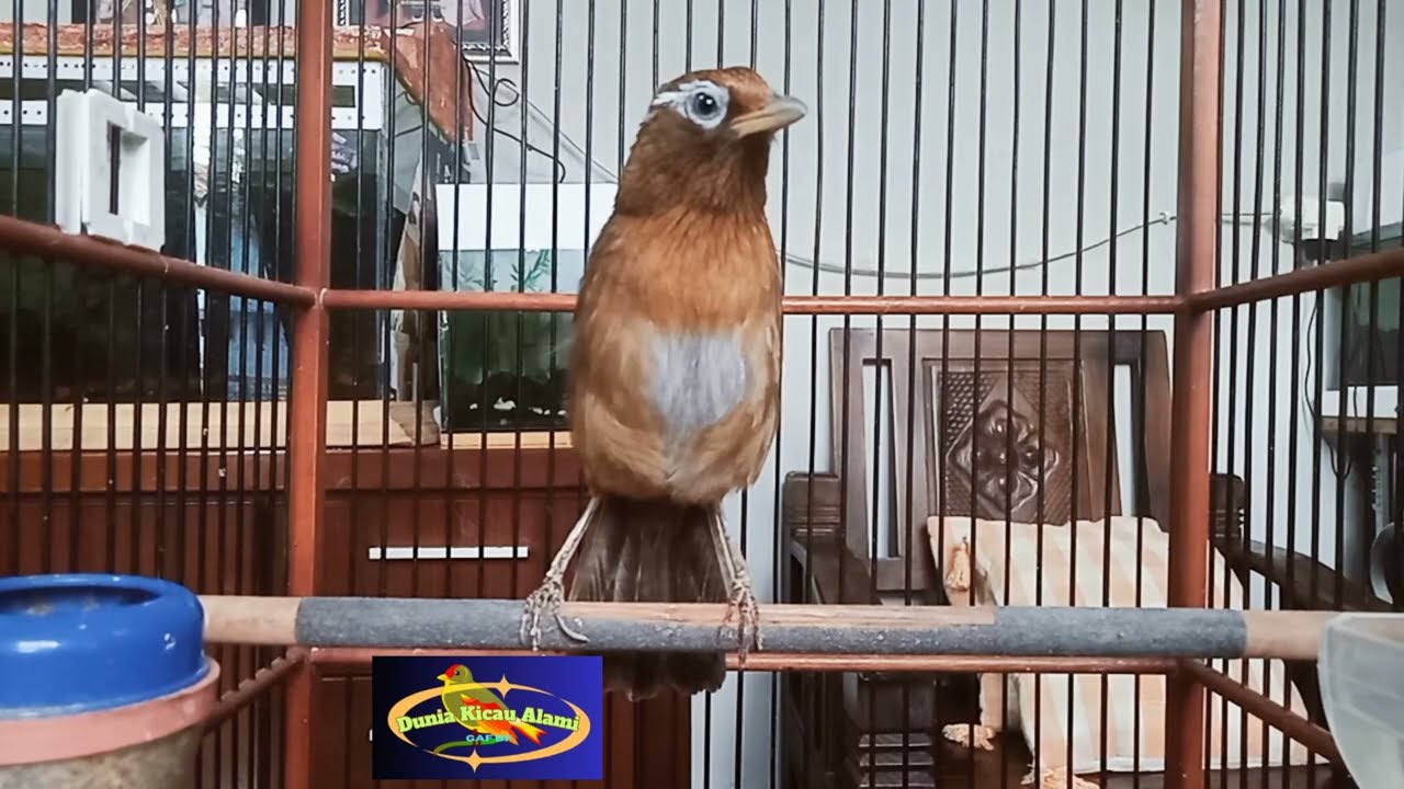 Siap diDadak WAMBI GACOR Burung Mewah