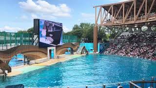 Seaworld Orlando Orca Encounter Show 4/21/2024