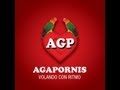 AGAPORNIS 2013 ||ENGANCHADOS todas las canciones||