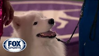 Striker, the Samoyed, wins the Working Group | FOX SPORTS