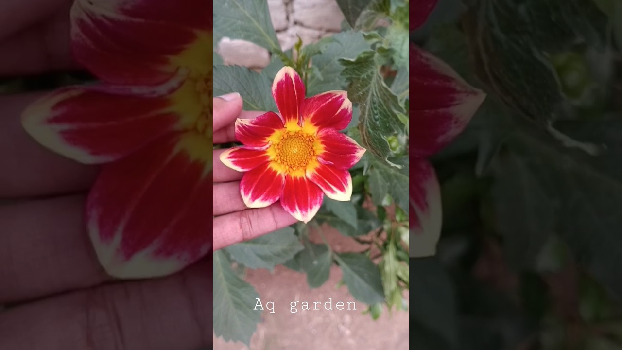 Dehlia Beauty flowers 🌺 