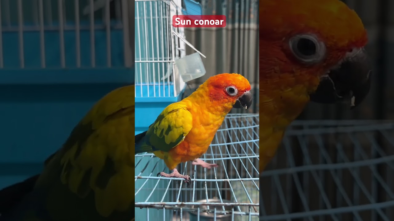 Sun conoar