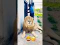 King 👑 lion ki Chen se band dia 🫣biggest animal #wildcats #bigcatswildlife #goldencat #viralshort