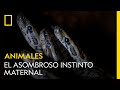 El asombroso instinto maternal de esta serpiente | NATIONAL GEOGRAPHIC ESPAÑA