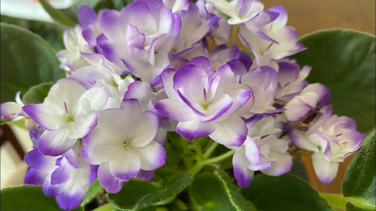 🔥FİTİLLİ SULAMA YAPTIM MENEKŞELERİM SAKSIYA SIĞMADI‼️Fitilli sulama nasıl yapılır? Faydaları ❗️💯✅