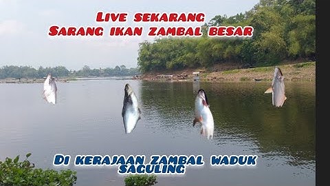 MANCING IKAN ZAMBAL LIAR DI WARTIL WADUK SAGULING TERBARU