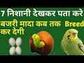 Budgies Parrot Female Breeding Signs | Bajri tote ande kab dete hain | Birds Breeding Signs