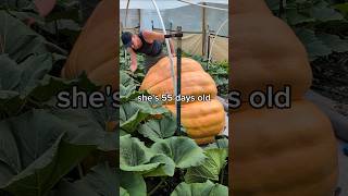 55 days grown, 53 days to go 🎃 #giantpumpkin #gardening #plants