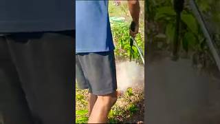 Portable husqverna sprayer #shortvideo #shortsfeed #india #shortsvideo