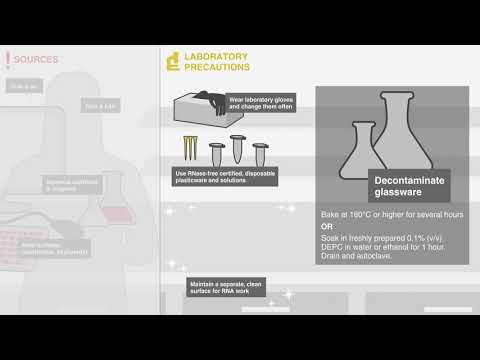 Video: Aktivität Der MCPIP1-RNase In Tumorassoziierten Prozessen