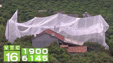 Dân Lục Ngạn "mắc màn" cho vải thiều sang Nhật | VTC16