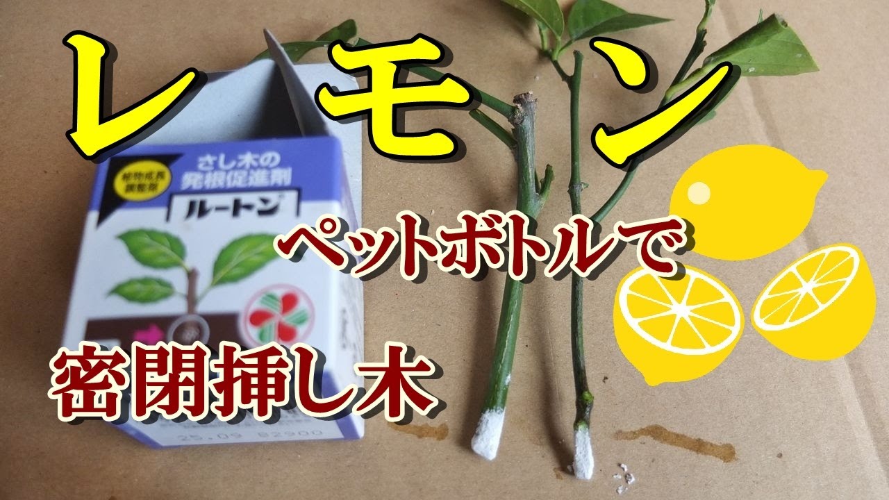 ペットボトルで挿し木】レモンの挿し木発根率を上げる方法 How to
