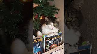 Menko The Cat Is Always In A Christmas Mood