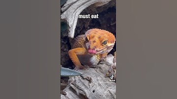 Leopard Gecko stalks his prey #everevolvingexotics #reptileshop #tucson #leopardgecko #bioactive