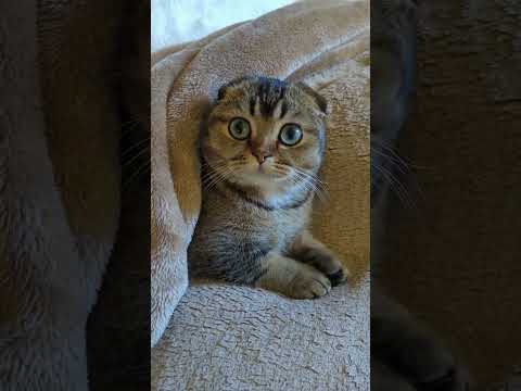 It S Getting Cold Scottishfoldkittens Scottishfold Munchkin Kittens Cat Cutecat Catlover