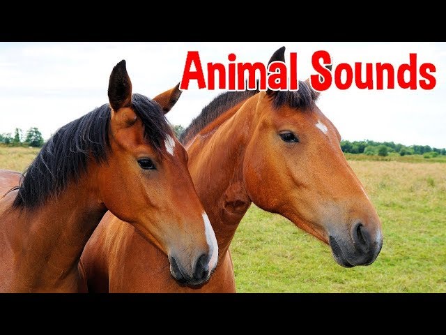 Animal Sounds for Children (20 Amazing Animals) class=