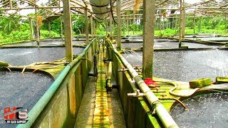 মাছের খামার ঘর | ভারতে হাইব্রিড মাগুর মাছ চাষের ব্যবসা