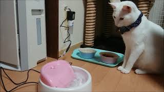 給水器　ピュアクリスタル買ってみた　Automatic waterer for cat　オッドアイの白猫　成長記23　魅惑の瞳 white kittencat oddeye