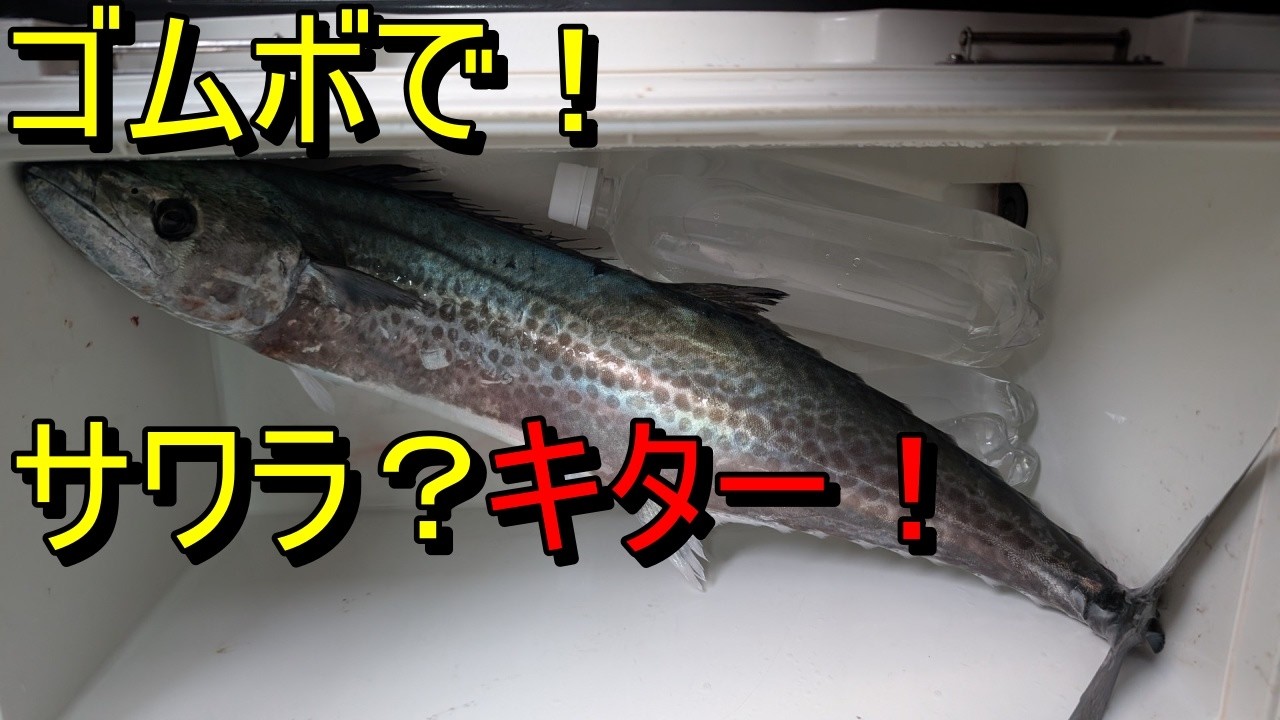 【釣行No46】ギリサワラかな?