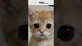 #Car memes #Funny video #Cute cats #Creativity with Simran