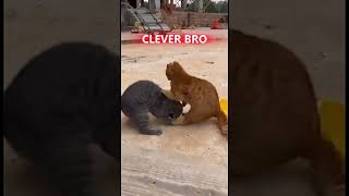 This Cat Fight Took the Most Unexpected Turn Ever 😂 #TrollFace