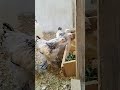 فروج براهما عمر شهرين ونصف