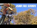 Intense Fall Whispering and Nature Sounds ASMR