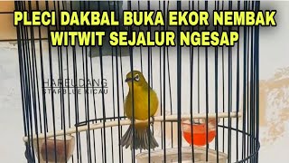 PLECI DAKBAL BUKA EKOR NEMBAK WITWIT SEJALUR