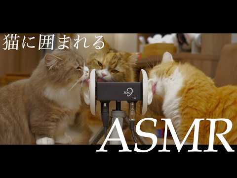 【ASMR】猫好きが幸せな気持ちになれる音。/咀嚼音,ゴロゴロ音,舐める音