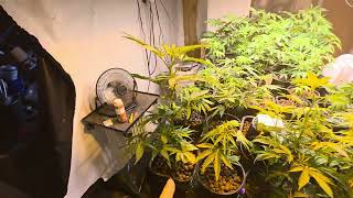 Day 5 of flower. Can't wait til I have some nugz going