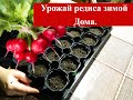 ДОМАШНЯЯ РЕДИСКА В КВАРТИРЕ ЗИМОЙ. СУПЕР СПОСОБ ПОСАДКИ.