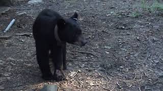HELP HELP NJ Bears Being Tortured