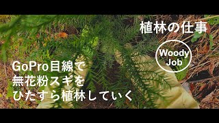 【植林の仕事】GoPro目線で無花粉スギをひたすら植林していく