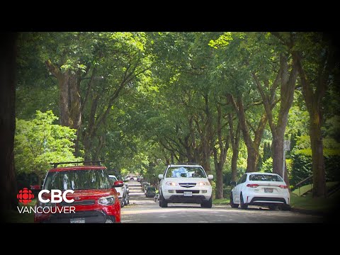 The cooling effects of urban tree canopies