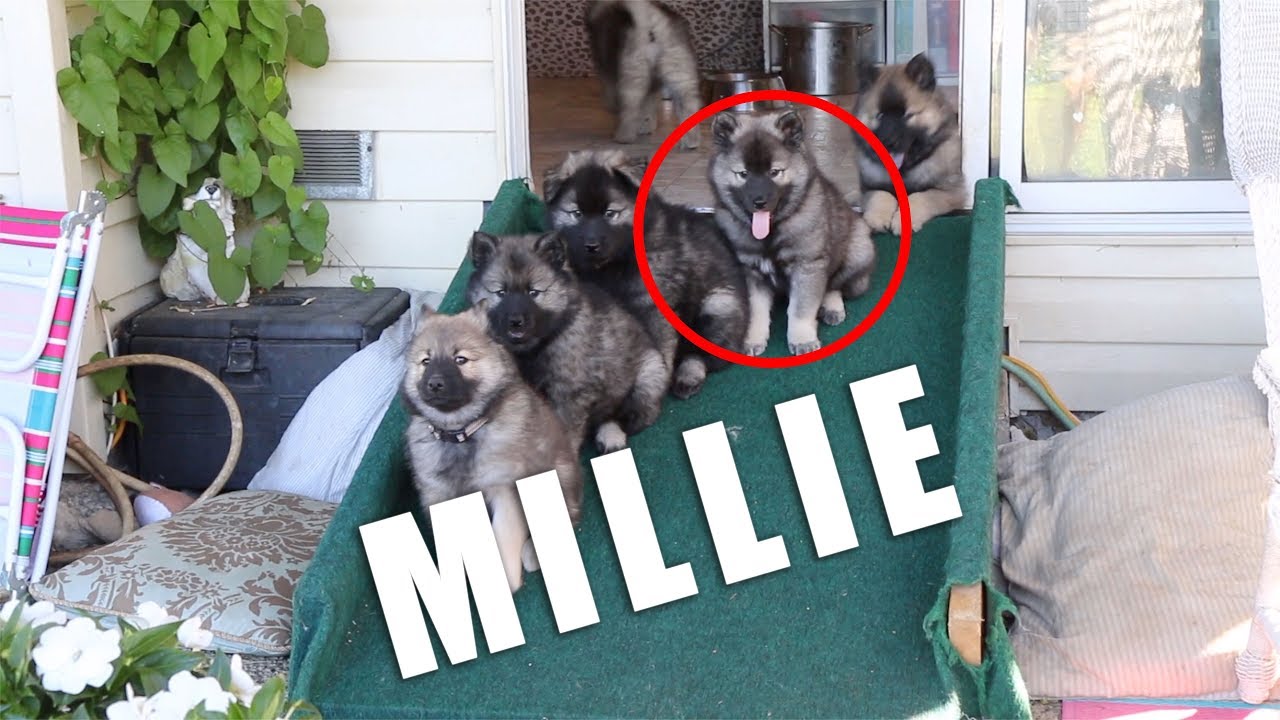 We got a puppy! (E01) 