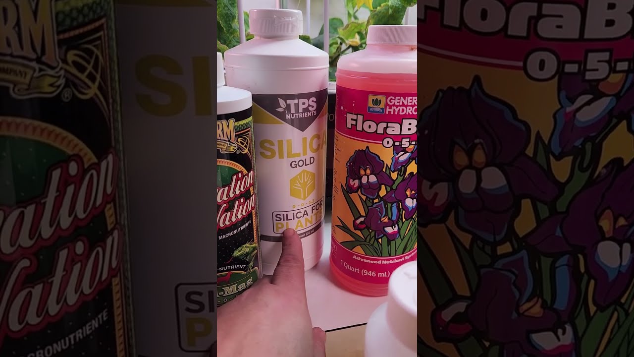 How I Mix Nutrients for Hydroponic Peppers in Full Bloom