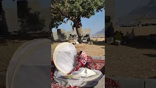 جمع کردن چادر توسط دختر عشایر