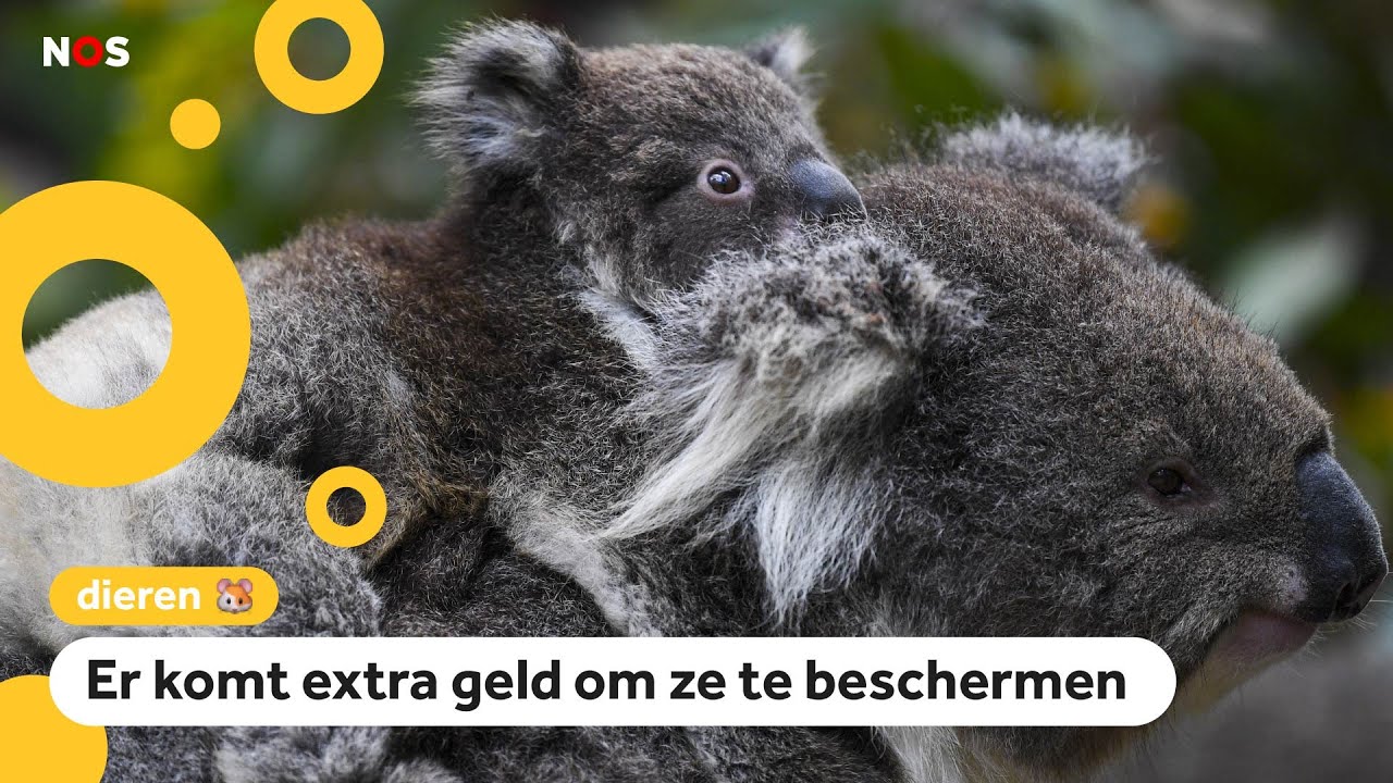Koala's zijn nu officieel een bedreigde diersoort - YouTube