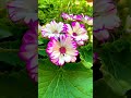 تلاوة مباركة من سورة مريم القاريء عمر الهاشمي