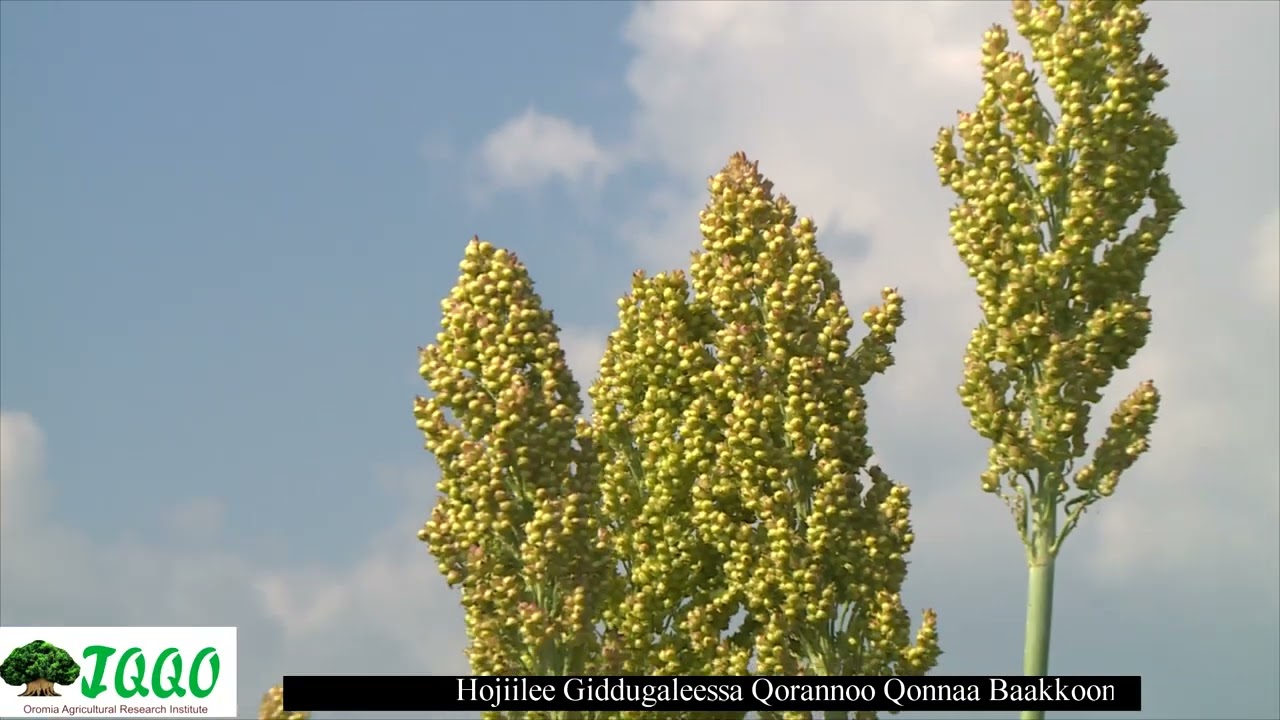 Obbo Balaay Tarreessaa (Daarektara G/galeessaa)