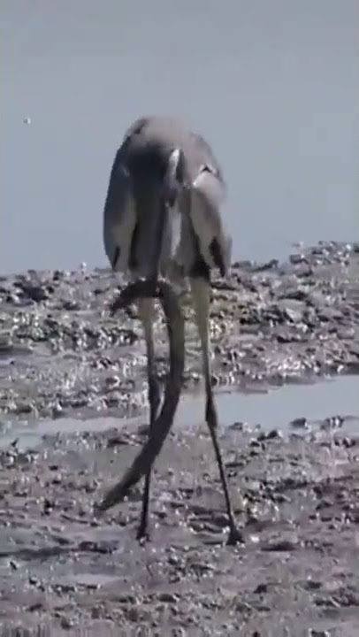 Bangau