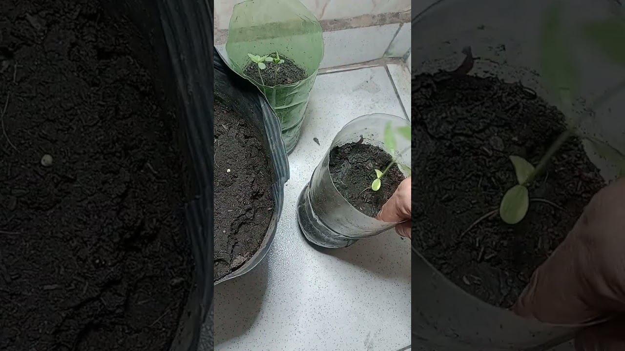 Cannabis com 2 semanas de vida