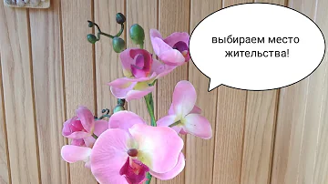 Где поставить орхидею. Орхидея и ее место в доме.