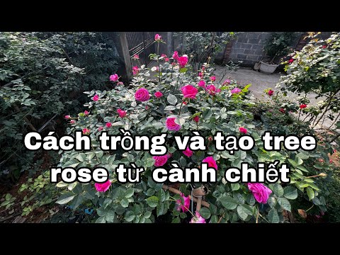 Video: Làm thế nào để bạn trồng một bông hồng từ Campion?