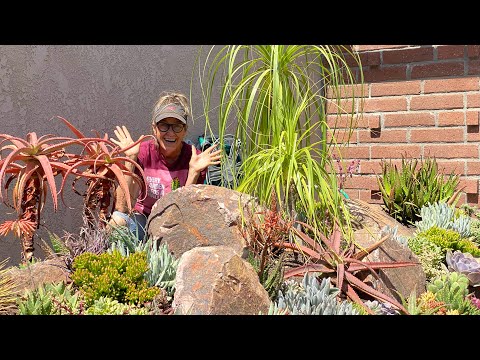 How to Succulent! Progress in Del Mar?