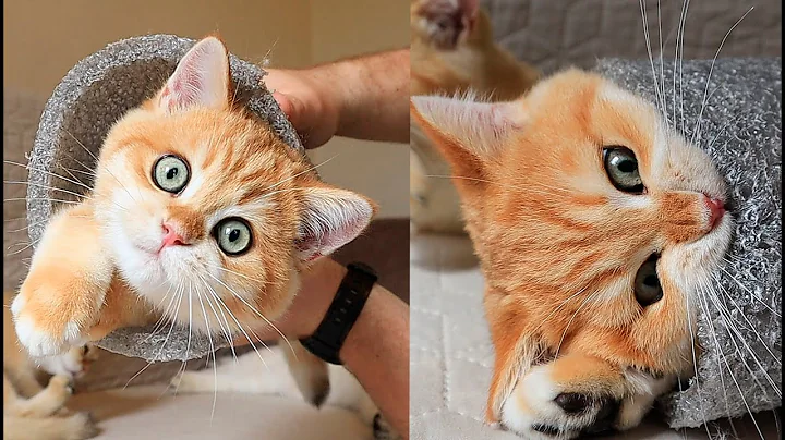 Video 11324671: funny british shorthair kittens, british shorthair kittens playing, kitten rolling