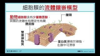 選生第一冊1-2(1)流體鑲嵌模型與主動運輸 